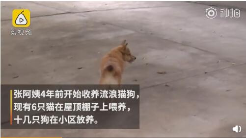 張阿姨四年前就開(kāi)始收養(yǎng)流浪動(dòng)物了